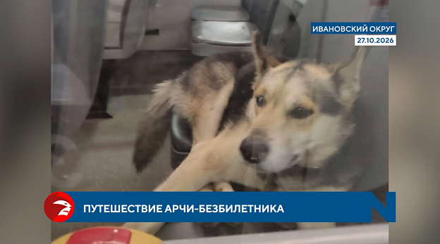 Пять дней поисков и целый день в автобусе — история пса Арчи